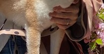 【柴犬】膝の上に乗る愛犬→カメラを向けると……“まさかの表情”に「AIかと思った」「だから柴好き」