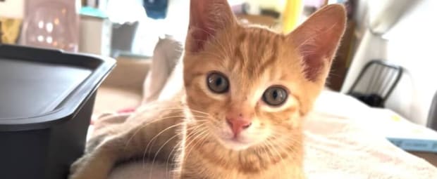 里親が見つからない子猫をお迎え→3年後「わかる気がします」　驚きの“現在の姿”に「運命だ」「泣けてきます」