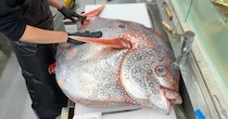 「なんだこれ？」市場で買った“巨大アカマンボウ”→さばいてみると……　見たことない中身に「わくわく」「ゾワゾワしちゃう」