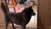 1歳娘が大好きな10歳ワンコ、チャイムが鳴ると……　「凄いことですよね？！」両親“驚きの光景”に「優秀な番犬ですね」