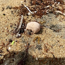 海岸に転がっていた石→「なんか顔っぽいな」と拾ったら……　衝撃の正体に「奇跡ですね」「本当に地球か？」と523万表示