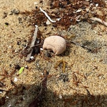 【画像】漂流物の裏側