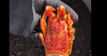 捨てるはずの“伊勢海老とカニの殻”→土に埋めて60日後……　衝撃の変化に「微生物は偉大」「身の部分で次回やってみて」