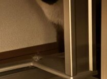 【画像】かわいい猫をもっと見る