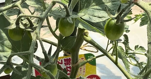 ミニトマト「ここで差がつく！」定植から1カ月後にやるべき“おいしく育てるコツ”「助かります」「頑張って育てたい」