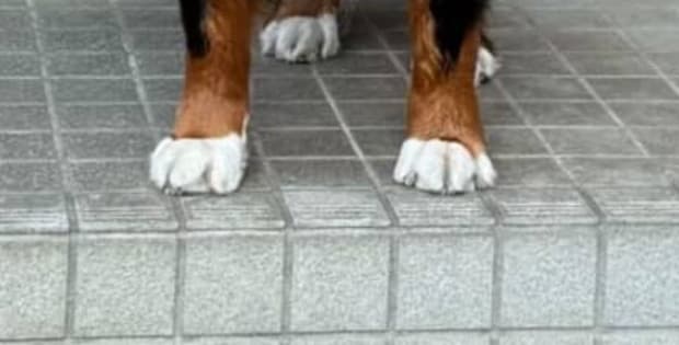 宅配の人に「今日は何もないよ~」と言われた大型犬→“1秒後の表情”に「配達なくても寄っちゃうな」「近所のアイドルやん」