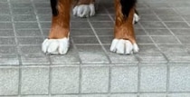 宅配の人に「今日は何もないよ～」と言われた大型犬→“1秒後の表情”に「配達なくても寄っちゃうな」「近所のアイドルやん」