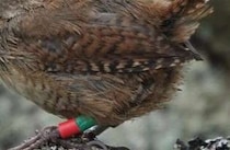 全長10センチ程度の「小鳥」が離島でなぜか“巨大化”――　鳴き声や遺伝的特徴にも違い　新種へ進化する可能性も【海外】