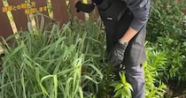【画像】段ボールと除草剤を使うと……