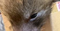 保護された幼い動物→犬？　タヌキ？　成長したら……　“予想外の正体”が340万表示　「わからんもんだなぁ」