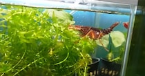 金魚が暮らす“水草モジャモジャ”の水槽→ザリガニを入れて10日後……　目を疑う光景に「びっくりです！」「恐るべし」