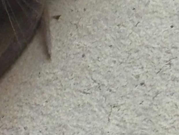 ガレージに“ヘビ”のような生き物が→おそるおそる見てみると……「66年生きて初めて見た」　まさかの正体に「うわっ貴重ですね」