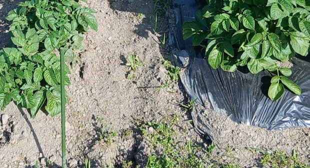 ←野菜作りでマルチシートを使わない場合 使った場合→ 驚きの事実に「知りたくなかった」「二度とやらんって思える」