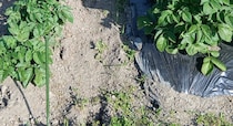 ←野菜作りでマルチシートを使わない場合　使った場合→　驚きの事実に「知りたくなかった」「二度とやらんって思える」