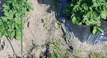 【画像】驚きの事実