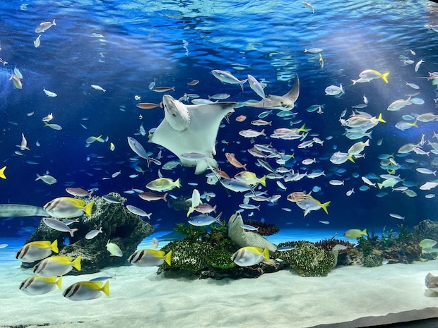 「ジンベエザメの迫力に圧倒！」　主婦が行ってみたい「日本の水族館」ランキング1位の「沖縄美ら海水族館」に絶賛の声多数！　「海も水槽も青くてきれいすぎた」「圧巻のスケールでずっと見ていられる」【6月8日は「世界海洋デー」！】