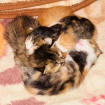 ちんまり集まって眠る“子猫たち”→1カ月後……成長した姿に「みんな模様が違うのね！」「と、尊い…」