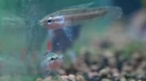 480円で買った“うまく育てられれば見違える魚”→1年半飼育すると……　驚きの変化に「本当に飼育上手」「見惚れてます」
