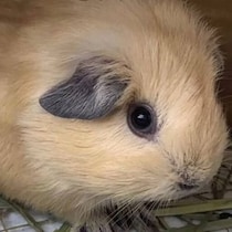 【画像】記事を読む