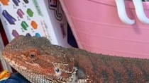 【画像】仲良さそうにも見える2匹の姿