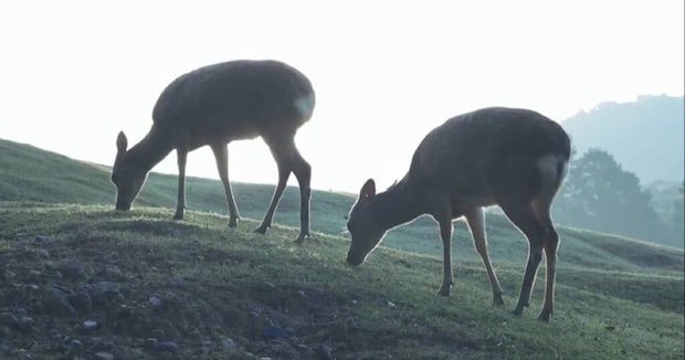奈良公園の鹿→食事風景を眺めていると……「元気出たｗ」　無駄に神々しい驚きの光景が320万表示「笑ってしまったw」