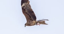 「これは二度見する」　飛んで行く“野鳥の足”をよく見ると……　“とんでもない獲物”を捕らえた姿が310万表示「贅沢なw」「自分より良いもの食べてる」