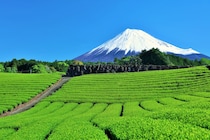 「県外の人に何それって言われた」　静岡の“甘い抹茶ドリンク”が人気　「必ずお土産で買う」「静岡県民夏の必需品」