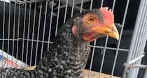 【動画】ニワトリの様子