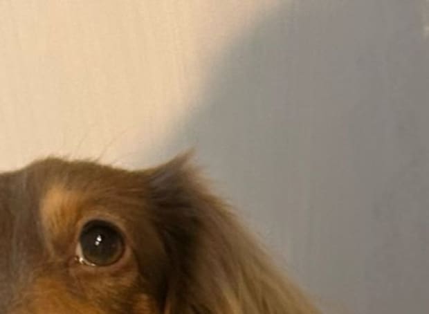 ダイソーで買ったペット用ベッド→愛犬を寝かせたら……「うわああああ」　まさかの光景が109万表示「ダイソーに急げ!!!」「ほしいほしいほしい！」