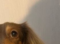 ダイソーで買ったペット用ベッド→愛犬を寝かせたら……「うわああああ」　まさかの光景が109万表示「ダイソーに急げ!!!」「ほしいほしいほしい！」