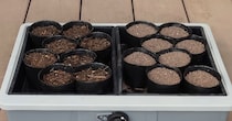 普通の土と“カインズの砂”に種をまいたら……　2日後、驚きの結果に「こんな便利なものが」「使ってみたい」