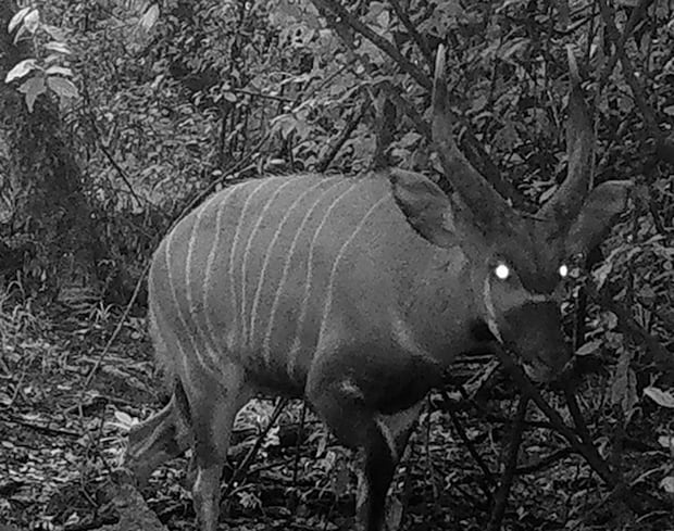局所的に絶滅と思われた森で再発見――　ケニアで“幻のレイヨウ”見つかる【海外】