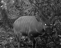局所的に絶滅と思われた森で再発見――　ケニアで“幻のレイヨウ”見つかる【海外】