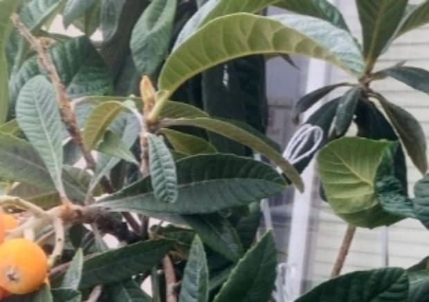 スーパーで買ったビワ→種を植え、7年後……「こんなの初めて見た」　とんでもない光景へ「すっごい！」「やってみようかな」