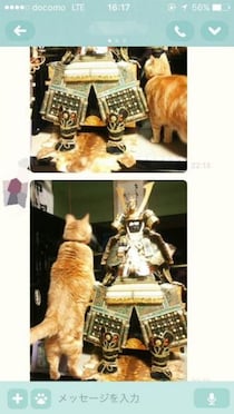 実家の猫ちゃんの姿に「ホームシックになった」　飼い主と思って五月人形に話しかける姿にじーんとくる