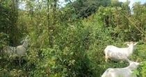 【画像】15年放置された荒れ地