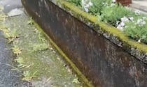 玄関の花壇がこけと雑草だらけ→丸1日掃除したら……　驚きの結果に「私もやらなくちゃ～」「熱中症にご注意」