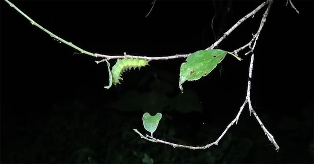 森で出会った“とんでもない昆虫”→9カ月育てたら…… 感動の結末に「おめでとうございます!」「生命の神秘ですね」