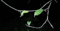 【画像】9カ月育てたら……