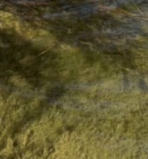 鴨川で見つけた“茶色い物体”→よく見ると……　驚がくの正体に反響「水族館にしかおらん」「こりゃ大物」