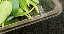 どこにでもありそうな緑の葉っぱ→食べてみると、まさかの味が……　驚きの食材に「えぇ！？」「ななななんですかそれは…！」
