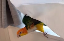 インコが突然パニックに→飼い主が窓の外を見てみたら……　「かなりの恐怖」驚愕の光景に「人間もビックリしますよ」