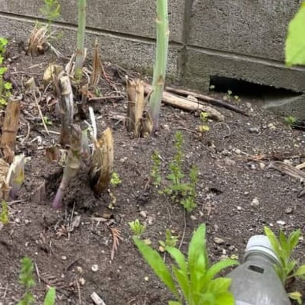ふと、自宅の畑を見たら……「ぎゃあぁぁぁぁぁー!!」心臓が跳ねる光景に「気持ち悪い」「初めて見ました」