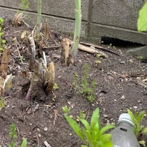 ふと、自宅の畑を見たら……「ぎゃあぁぁぁぁぁー！！」心臓が跳ねる光景に「気持ち悪い」「初めて見ました」