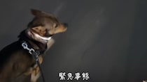 お散歩中、愛犬が突然絶叫→ダッシュでお家に帰ると……「何これ」　まさかの理由に「びっくりしちゃったのかな」」「かわいい」