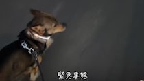 【動画】絶叫する愛犬
