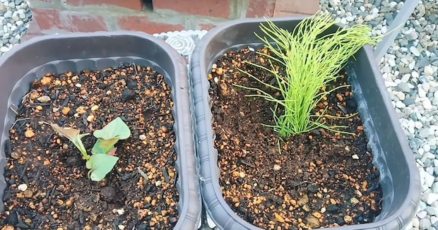 “厄介者”のスギナとドクダミをカット→土に植えたら…… 意外な結末と活用法に「無駄がない!」「早速試してみます!」