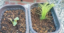 “厄介者”のスギナとドクダミをカット→土に植えたら……　意外な結末と活用法に「無駄がない！」「早速試してみます！」