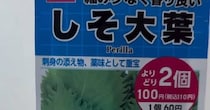 ダイソーのシソの種→ミネラルウォーターのボトルで育てたら、112日後……　驚きの光景が176万再生「こんなに!!」「シソに見えない」