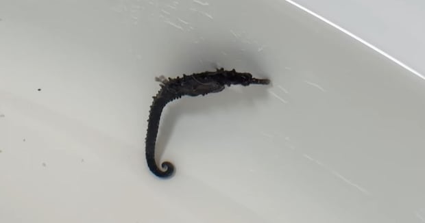 スーパーで見つけた“タツノオトシゴ”→連れ帰って水槽で育てたら……　3週間後の姿に「ガリガリだったんだな」「根気と愛がすごい」